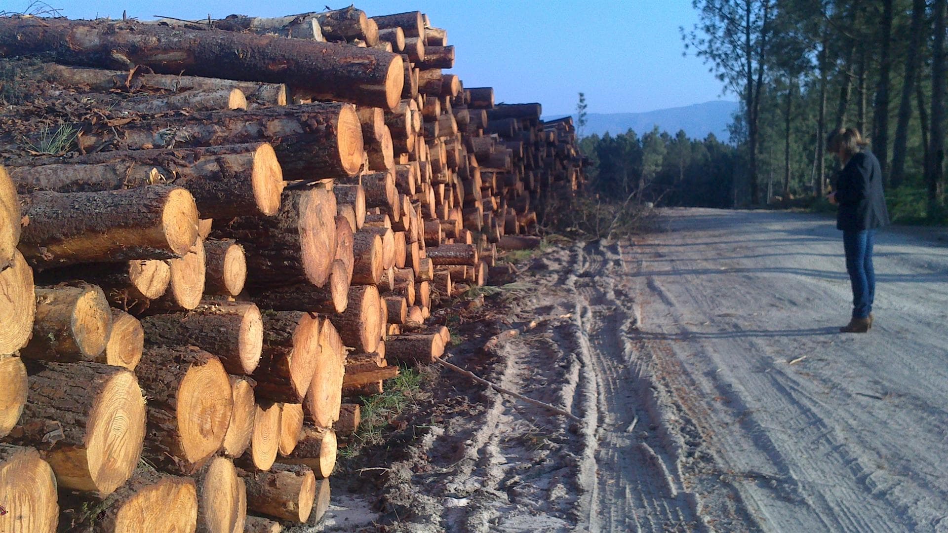 Cubicación de madera